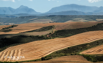 The Agriconomy of South Africa